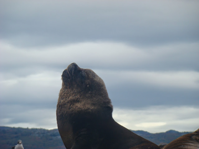 Ushuaia, crucero por la Patagonia. Que hacer, a donde ir, que visitar