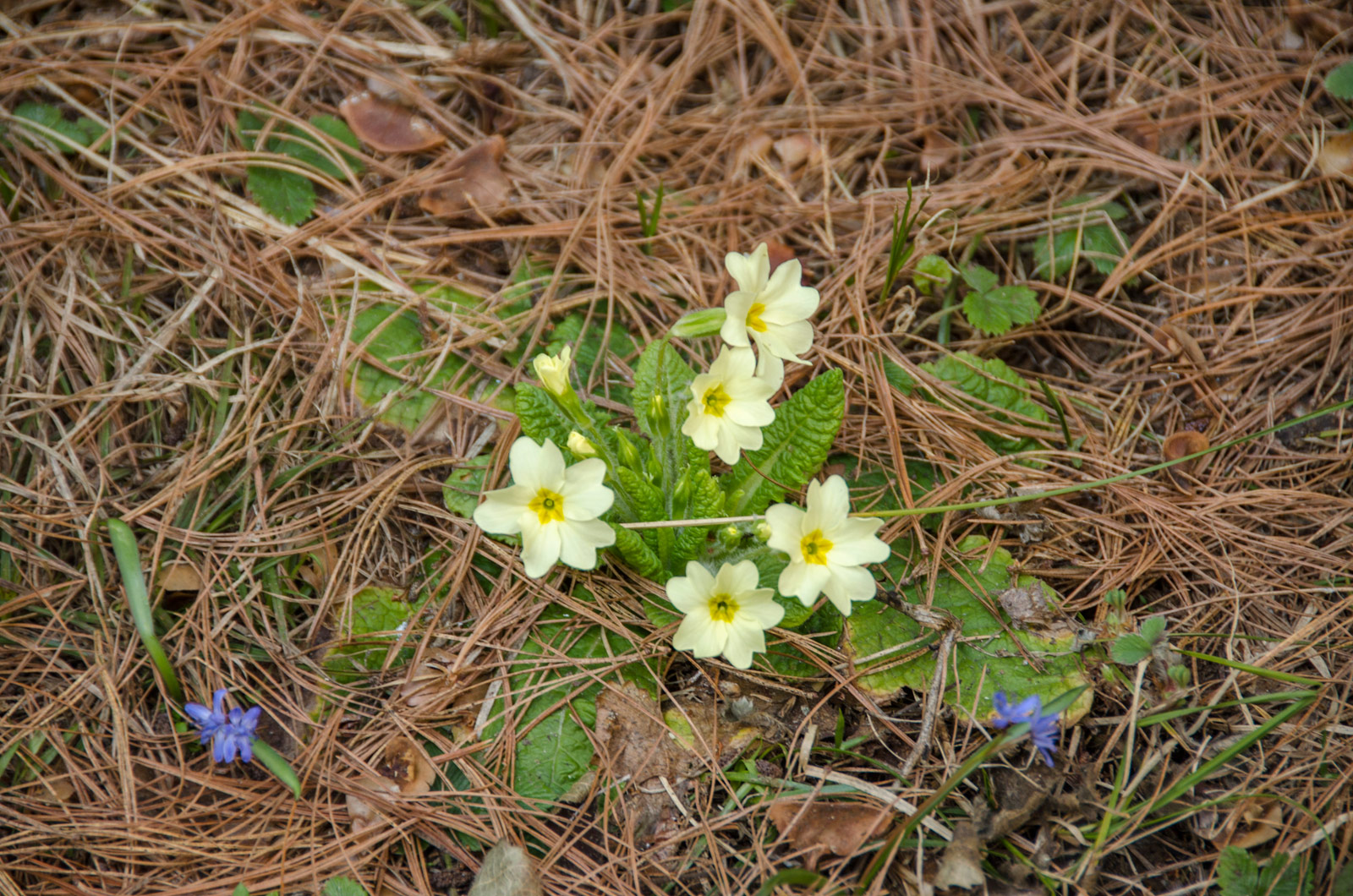 Cowslip flower (Primula veris) an excellent remedy for bronchitis
