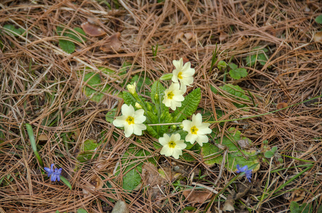 Cowslip flower (Primula veris)