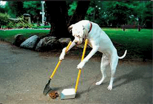 Las  deposiciones de tu amigo canino has de limpiarlas tú.