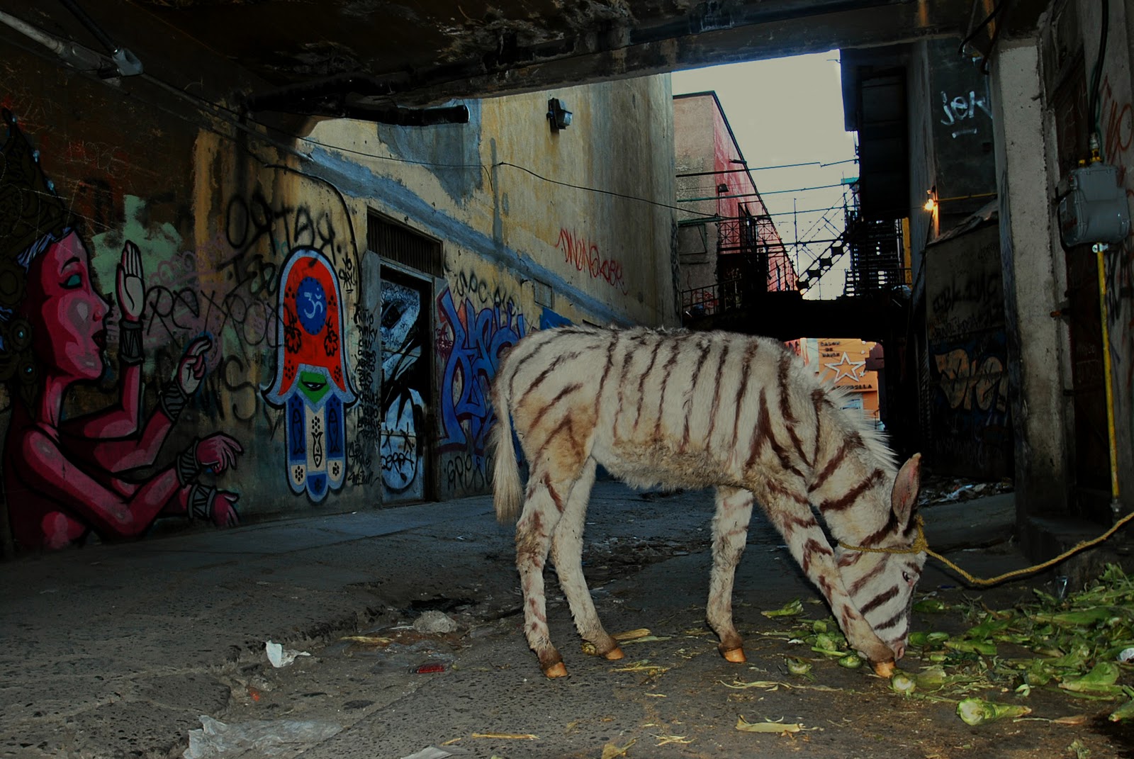 Life in color... and sometimes in black and white Tijuana The zebra