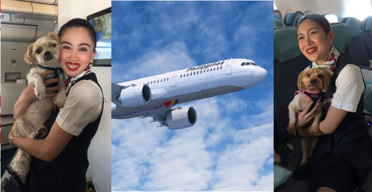 philippine airlines dogs