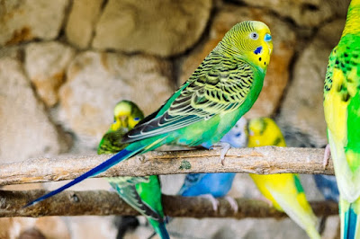 Parrot Images Parrot Images
