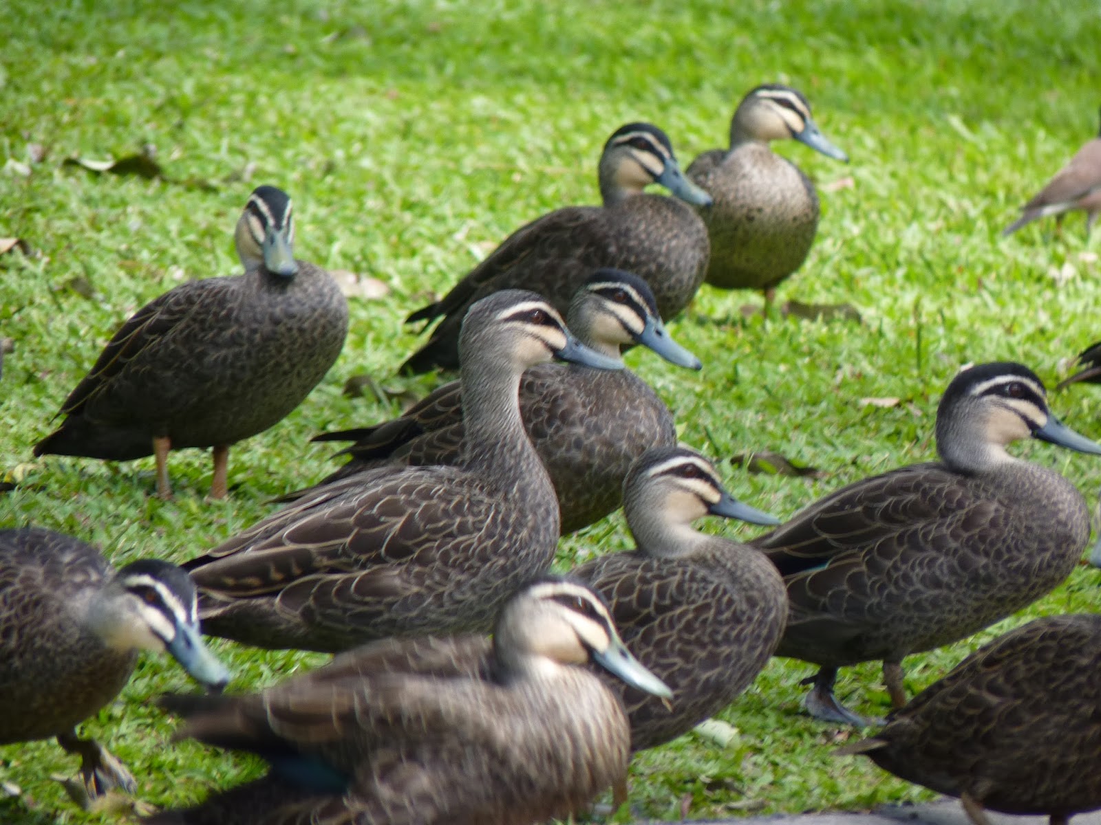 Birding For Pleasure Pacific Black Duck
