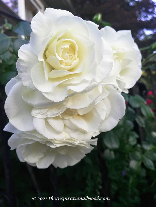 How to Deadhead Climbing Roses White Dawn