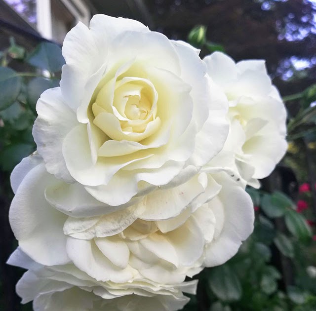 How to Deadhead Climbing Roses White Dawn
