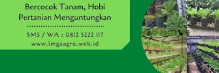 bibit tomat cherry, benih rojita, jual benih tomat, toko pertanian, toko online, lmga agro