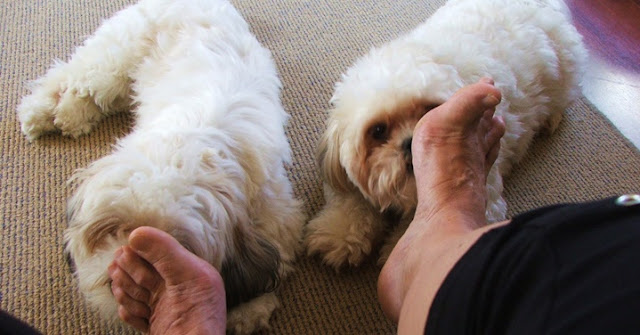 Se seu SHIH TZU gosta de lamber seus pés - É isso o que ele tenta te dizer