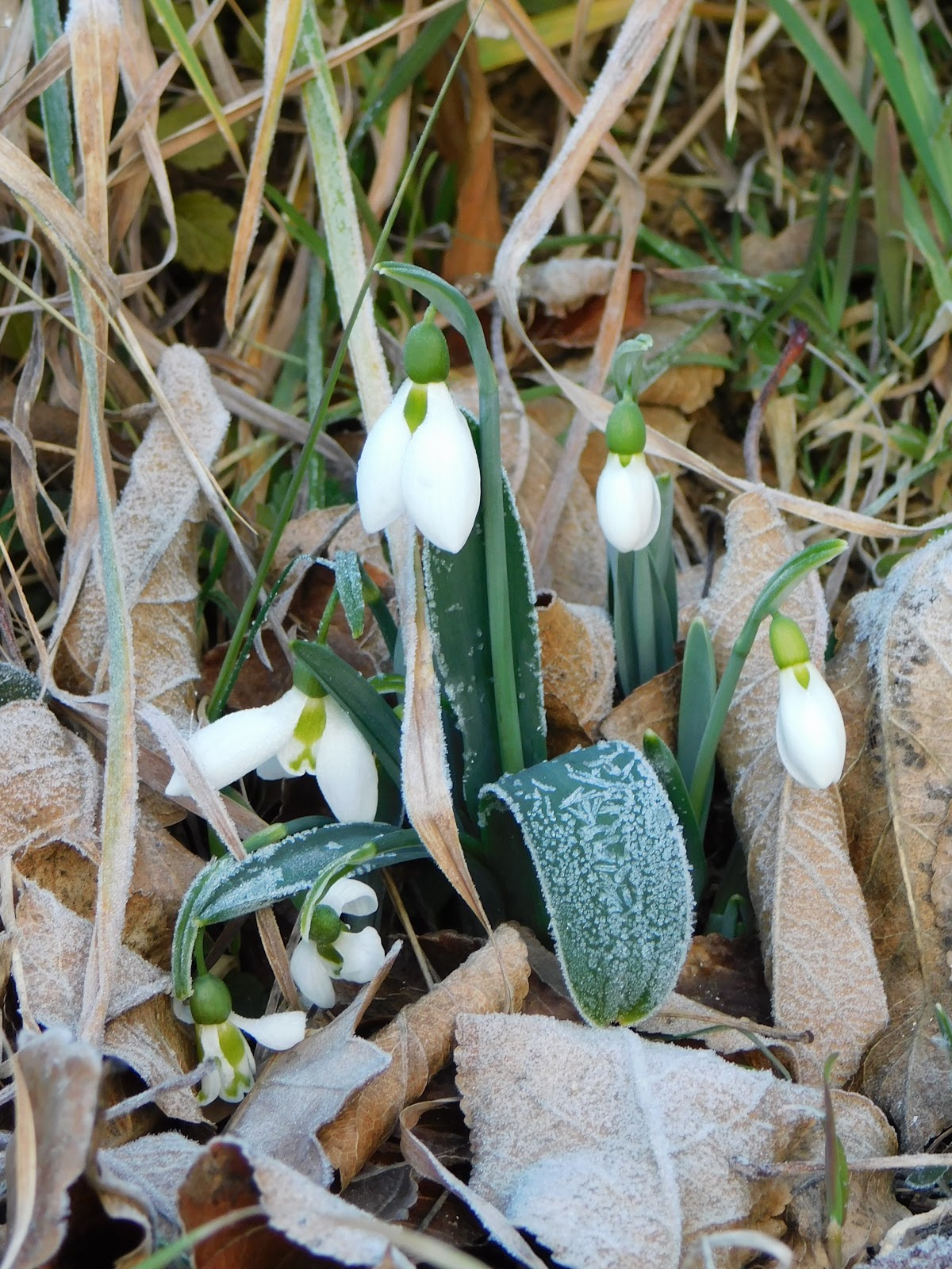 Der Garten im Januar&hellip;