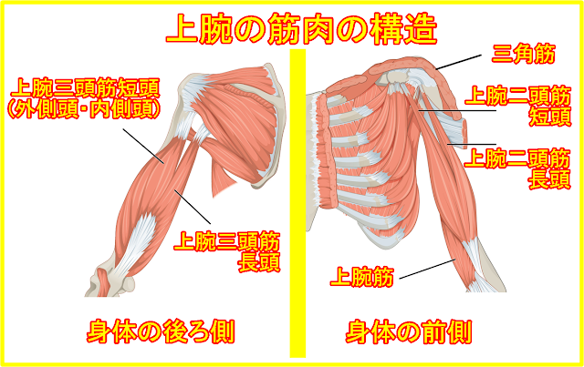 腕の筋肉名称と作用 名前の読み方と鍛え方 筋トレ方法 マジョレンコ製作所日本正規輸入代理店