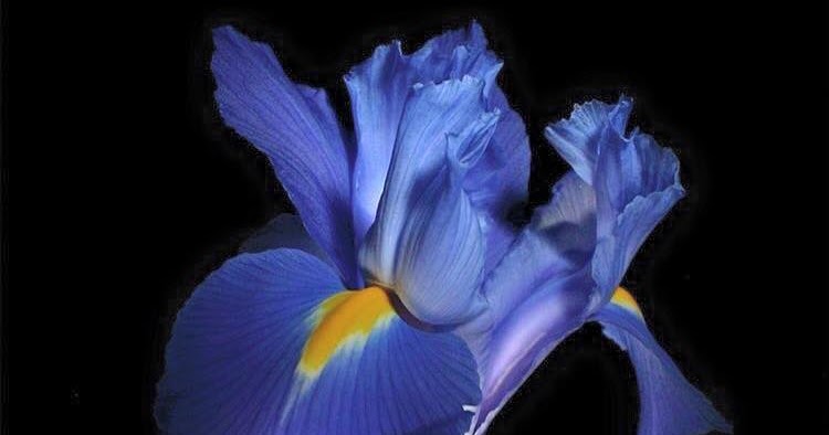 Happy National Iris Day!