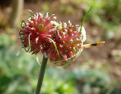 Ajo de cigüeña, puerro de viña (Allium vineale)