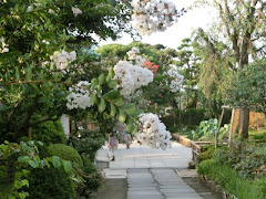 ���J���̃T���X�x��