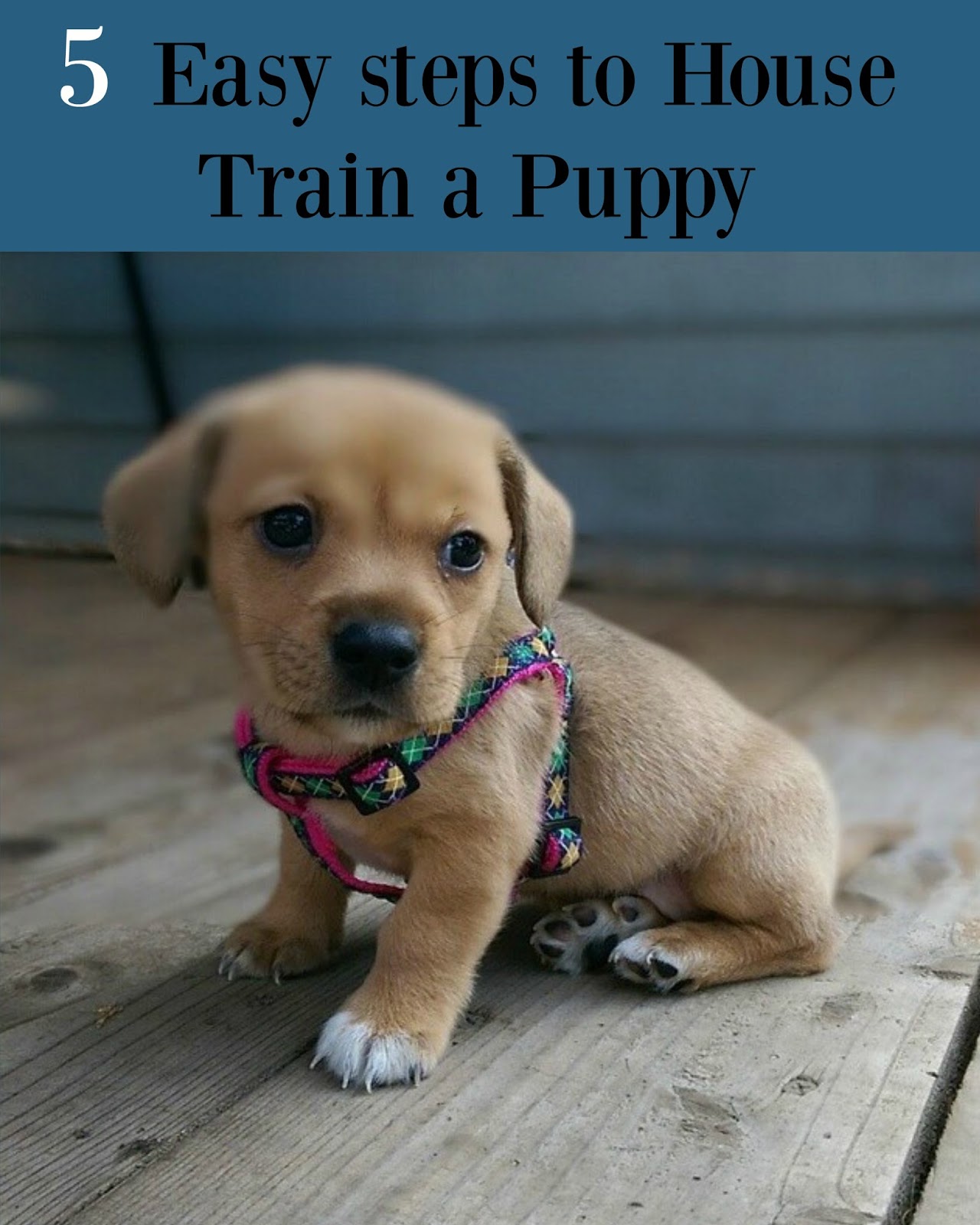 how do you house train a dog Pet And Animal Blog