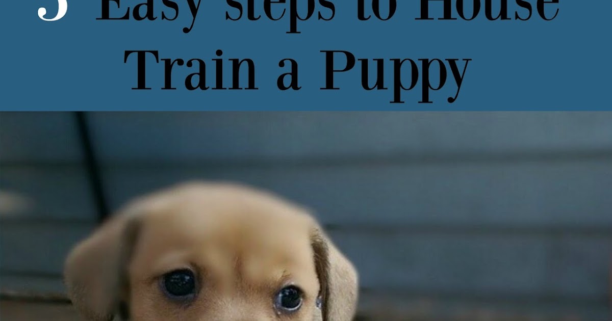 how do you house train a dog Pet And Animal Blog