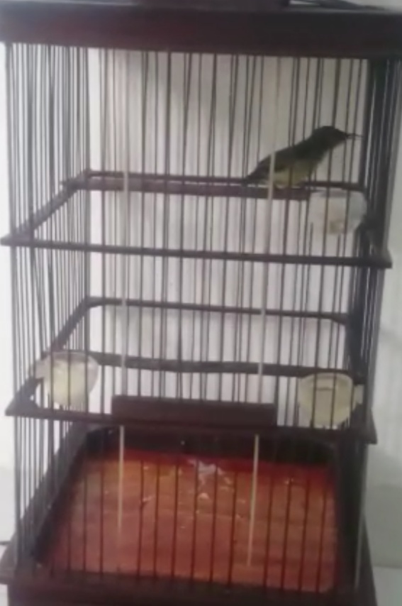 Murai Batu Medan Cara Merawat Kolibri Ninja Atau Konin Trotolan