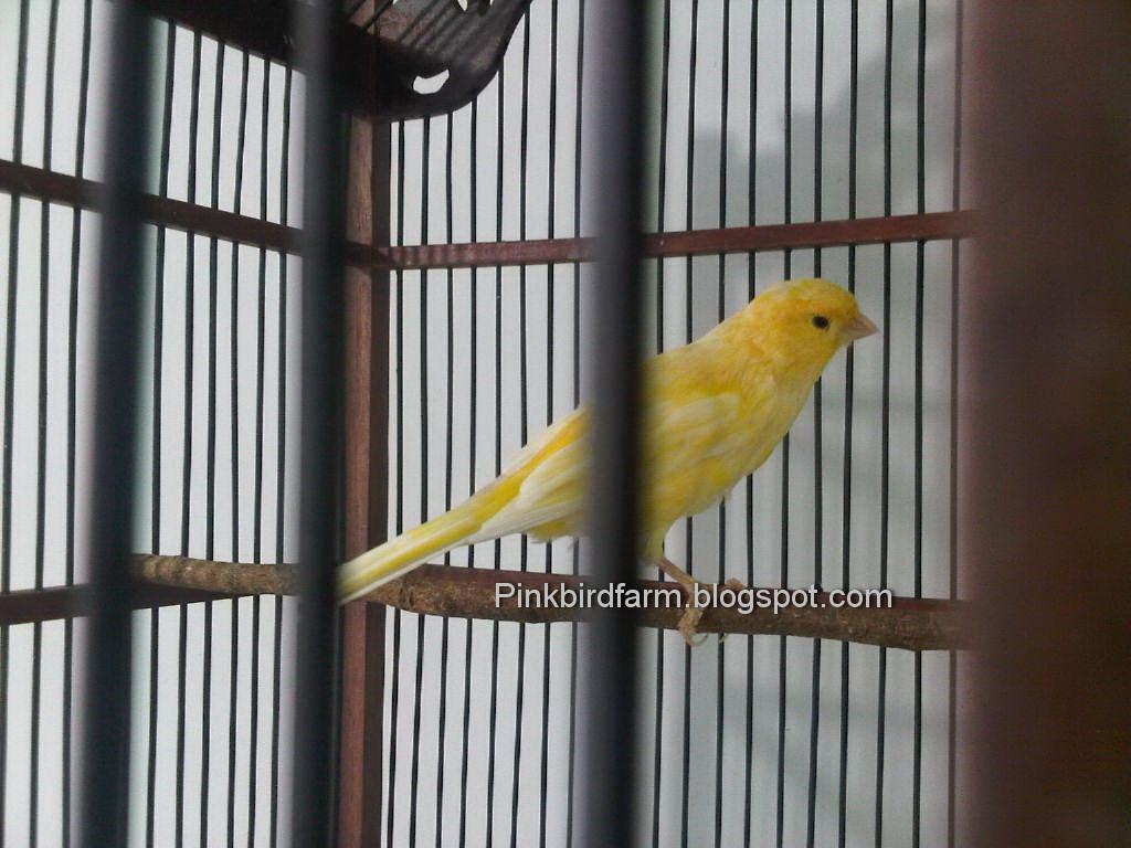 KENARI F1 PINK BIRD FARM