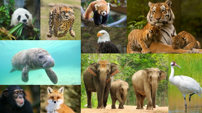 Video: Endangered animals