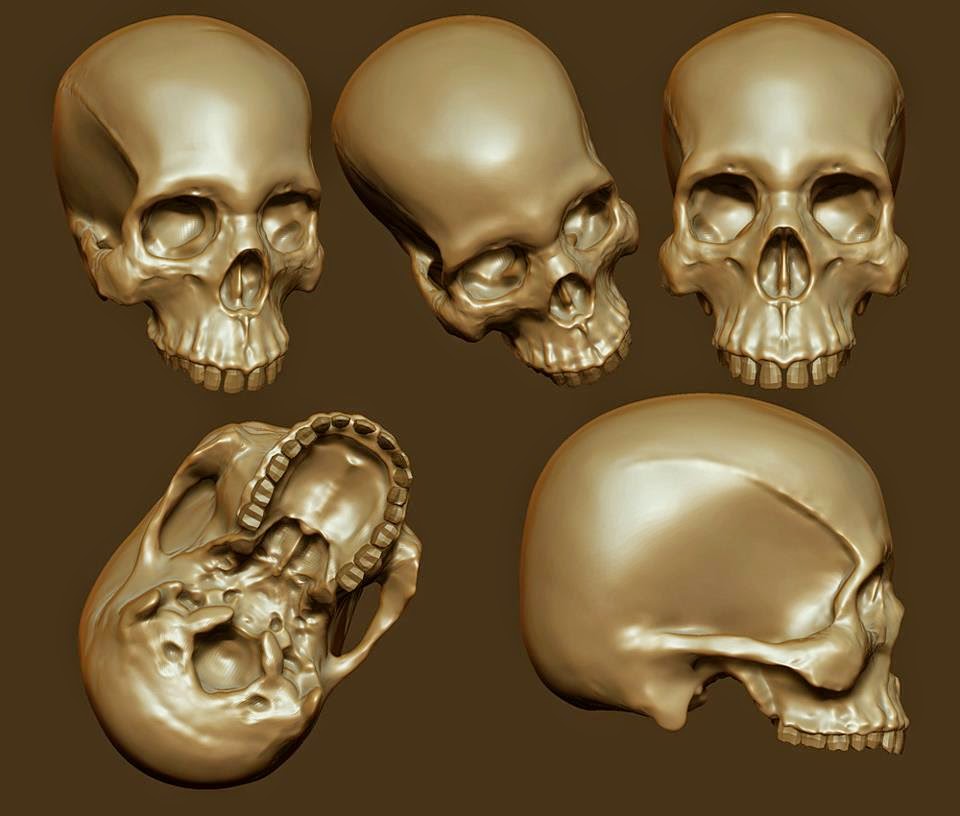 Нижняя челюсть с черепом подвижные. Череп 3в анатомия. Моделирование черепа. Череп для 3д моделирования.