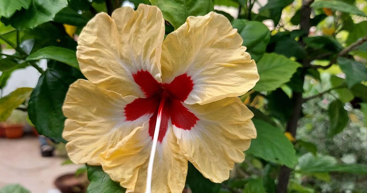 How to get more flowers on Hibiscus