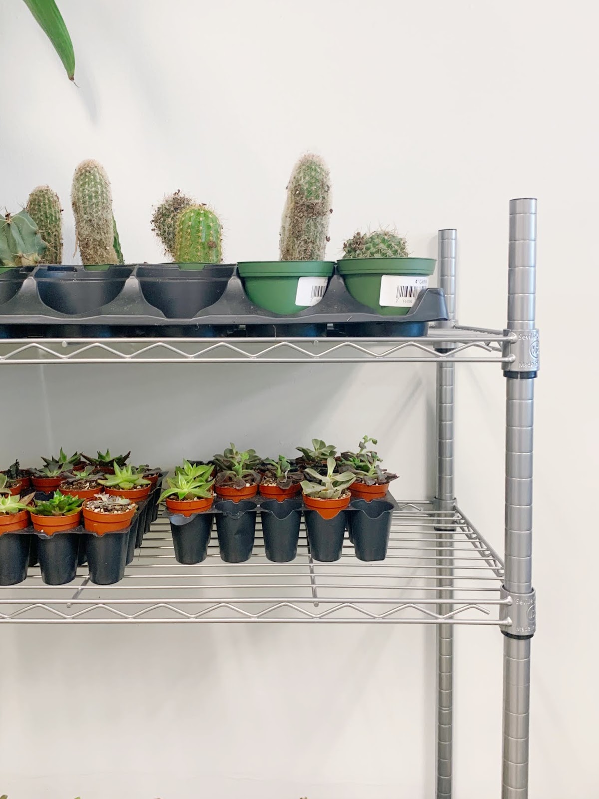 My Favorite New BlackOwned Plant Shop in AtlantaArea A