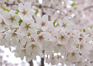 Sakura japan cherry blossom - цветение сакуры