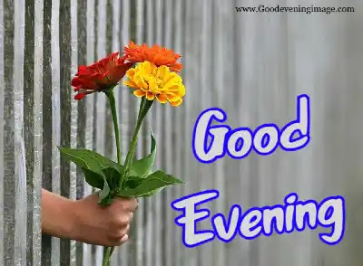 Good Evening Flowers Images Good Evening Flowers Images
