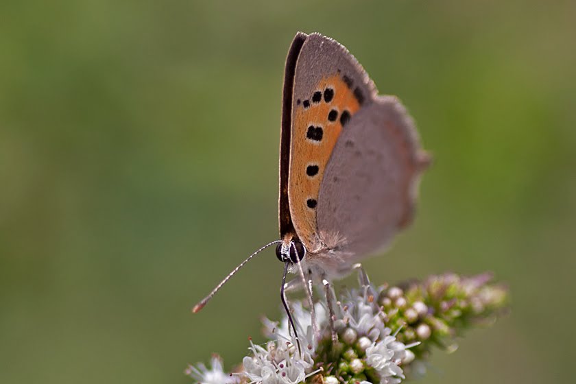 Mint Attracting Insects at Home Focusing on Wildlife