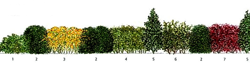 Барбарис живая изгородь схема