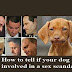 Comment savoir si votre chien est impliqué dans un scandal sexuel ? #FUN