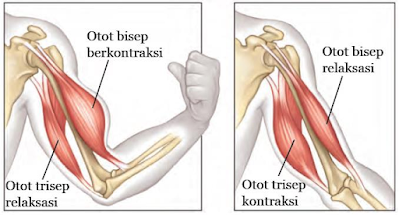 Gambar  .Mekanisme Kerja dari Otot Bisep dan Otot Trisep