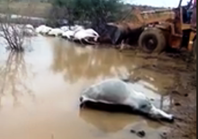 Raio mata 19 cabeças de gado no município de Malhada Raio mata 19 cabeças de gado no município de Malhada