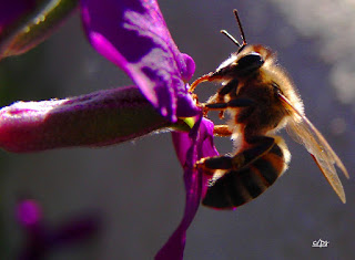 Biene, con ong, Bee, пчела, abeja, abeille, пчела, včela, Insekten, insekte, insektet, intsektuak, insekti, Насекоми, insekter, insects, Putukad, Hyönteiset, insectes, έντομα, serangga, feithidí, skordýr, insetti, ensèk