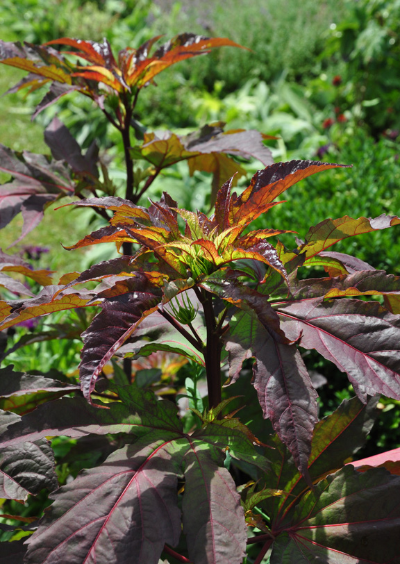 Three Dogs in a Garden Hardy Hibiscus