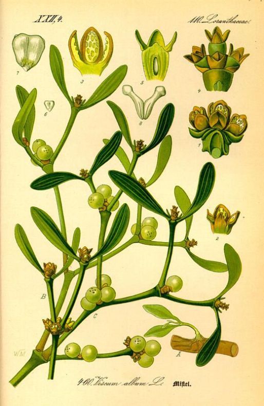 Seed to Feed Me: WHAT IS MISTLETOE?
