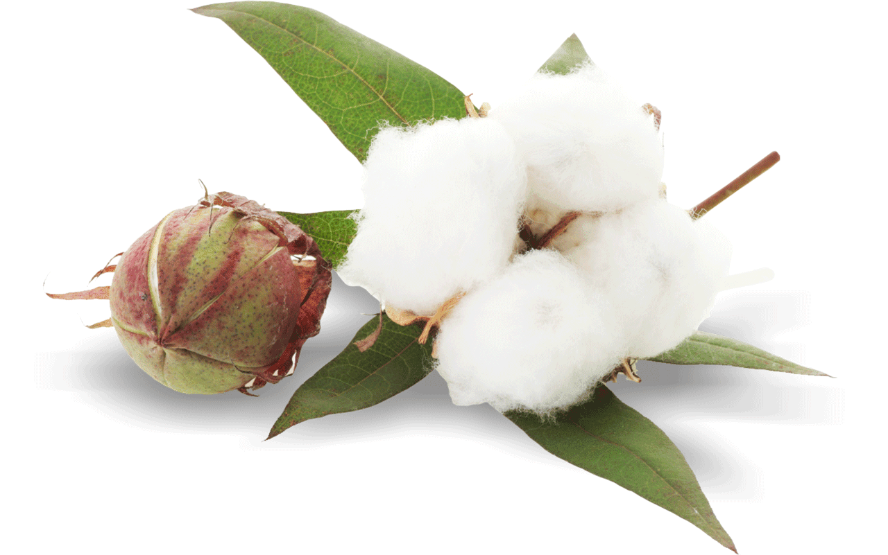 Cotton Farm Harvesting | Global Trade Review (GTR)