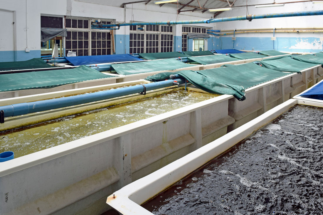 . The wines of Fryer's Cove in Doringbaai