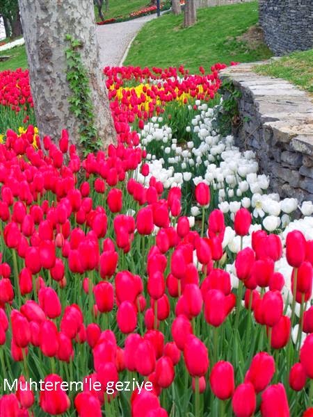 Muhterem'le Geziye: GÜLHANE PARKINDA LALE ZAMANI (2)