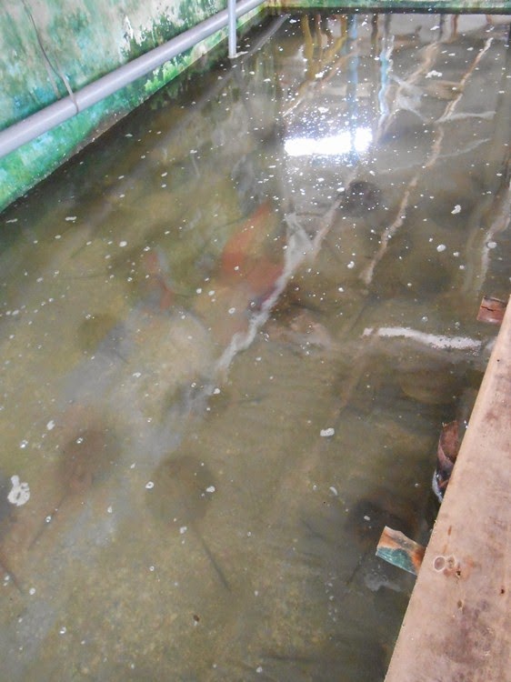 BERPETUALANG KE ACEH Horseshoe crab farm at Sedili Kecil