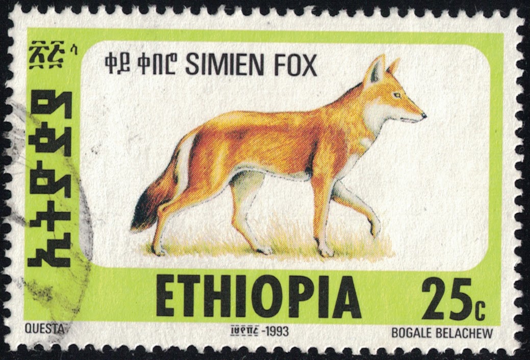 Марка Канис. Лис Куэста. Ethiopian Wolf. Bogale.