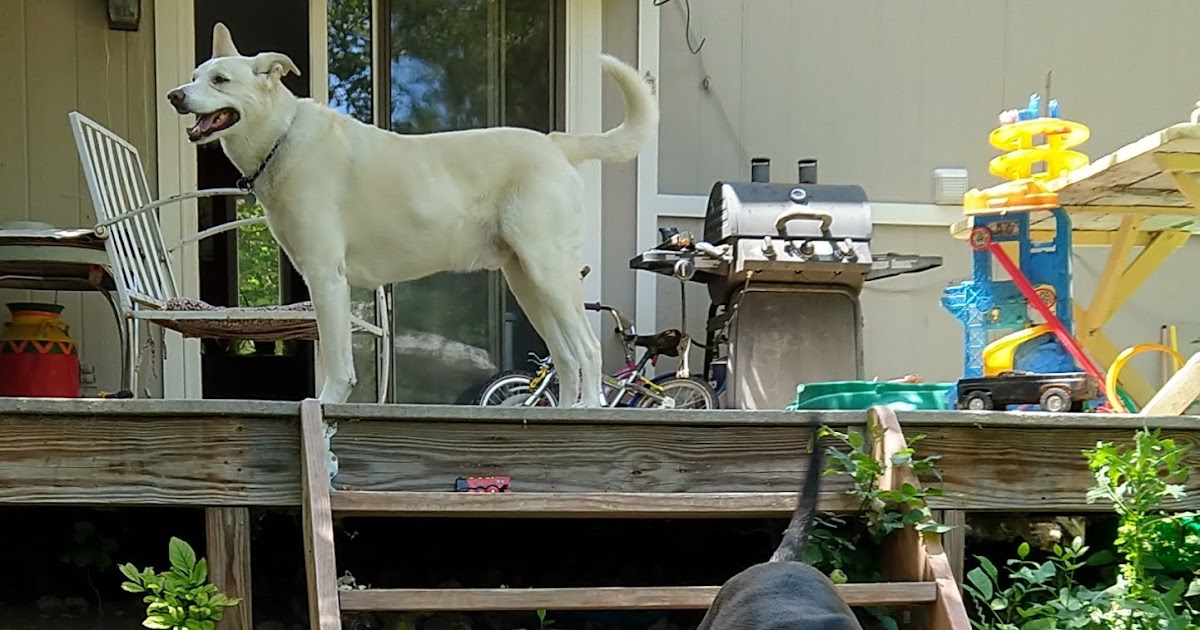 On the Fly Pet Sitting Fort Collins Pet and House Sitter Rigden Farm