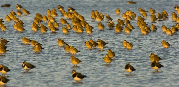 Golden plover flock with lapwing in foreground (Nb. not taken at Horsey Island). Photo copyright Andy Parkinson (All rights reserved)