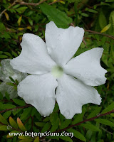 Thunbergia fragrans