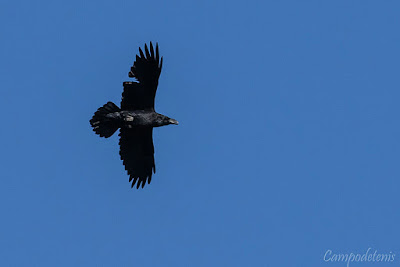 Corb (Corvus corax)