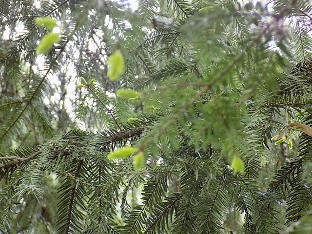 LUNEA FLORILOR