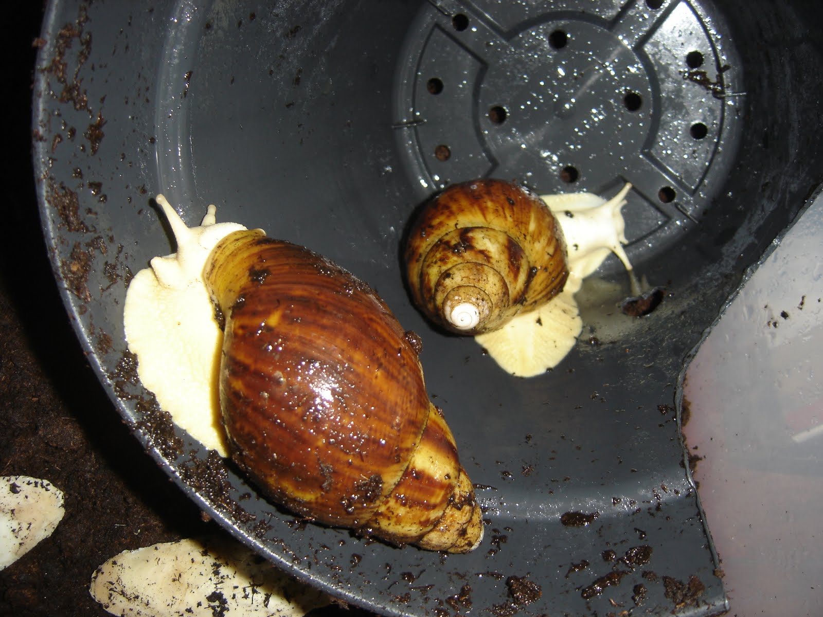 Combien D'escargot Pour 1 Litre De Bave