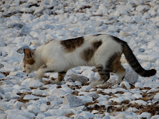 Marina Di Pisaの猫と海