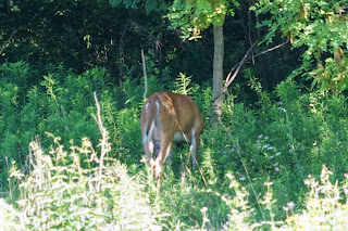 Deer seen in Lower Highland Creek Park