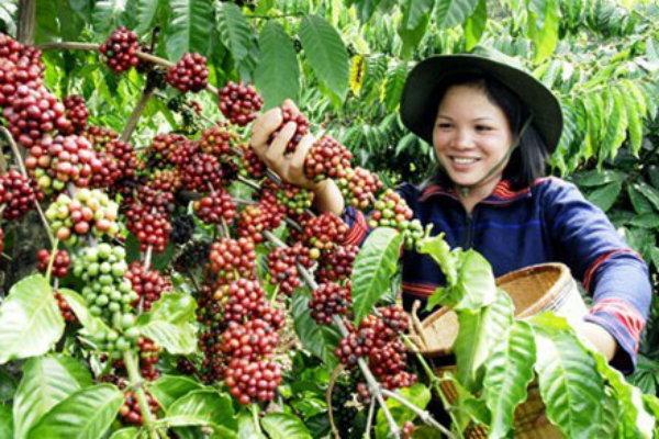Indonesia coffee production outlook 2020 2020 today 