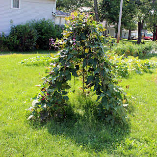Foy Update: Bean teepee of 'Asian Red Noodle Beans' and purple hyacinth beans